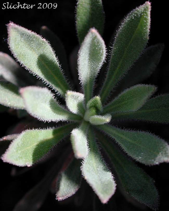 Basal leaves of Koehler's Stipitate Rockcress: Arabis koehleri var. stipitata