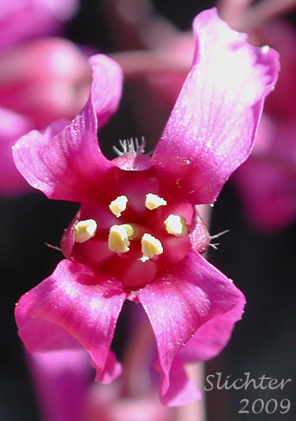 Flower of Koehler's Stipitate Rockcress: Arabis koehleri var. stipitata