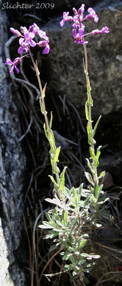 Koehler's Stipitate Rockcress: Arabis koehleri var. stipitata