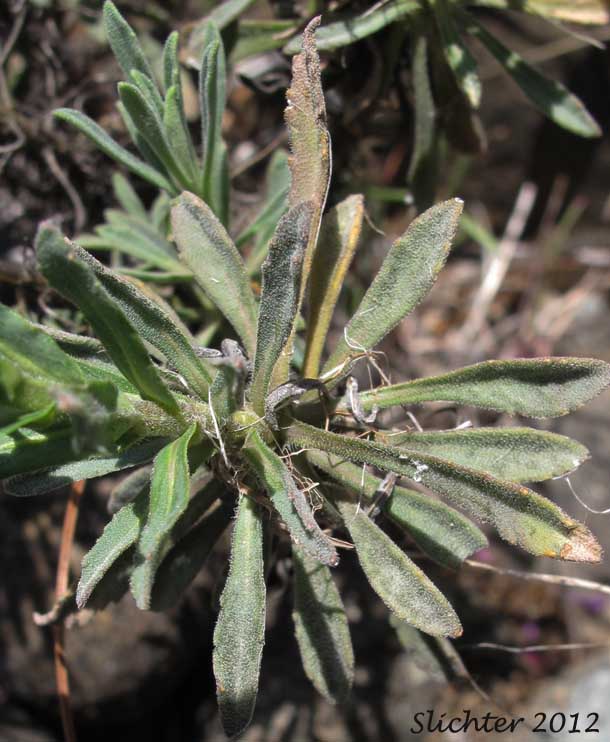 Basal leaves of Koehler's Stipitate Rockcress: Arabis koehleri var. stipitata