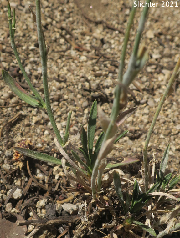 Broad-seeded Rockcress, Pioneer Rockcress: Boechera platysperma (Synonyms: Arabis platysperma, Arabis platysperma var. platysperma)