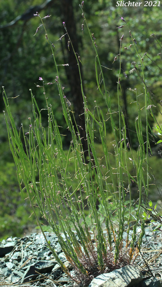 Ashy Rockcress: Boechera subpinnatifida (Synonym: Arabis subpinnatifida)