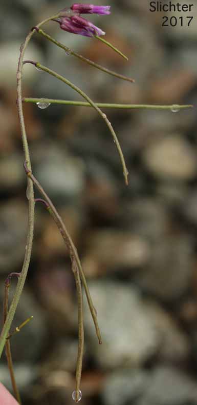 Ashy Rockcress: Boechera subpinnatifida (Synonym: Arabis subpinnatifida)