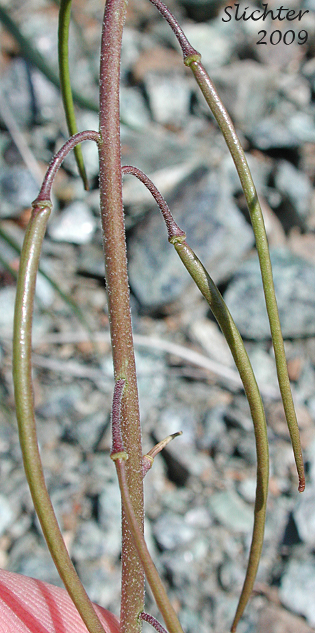 Fruits of Ashy Rockcress: Boechera subpinnatifida (Synonym: Arabis subpinnatifida)