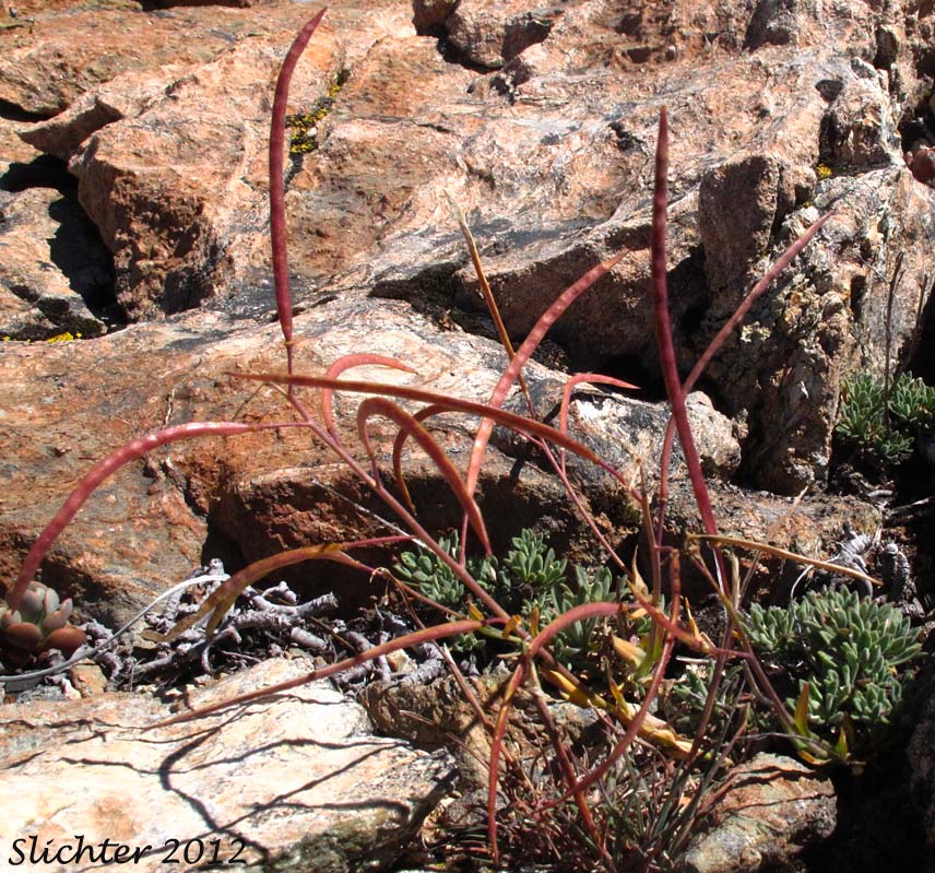 Unidentified Rockcress from the Oregon Siskiyous