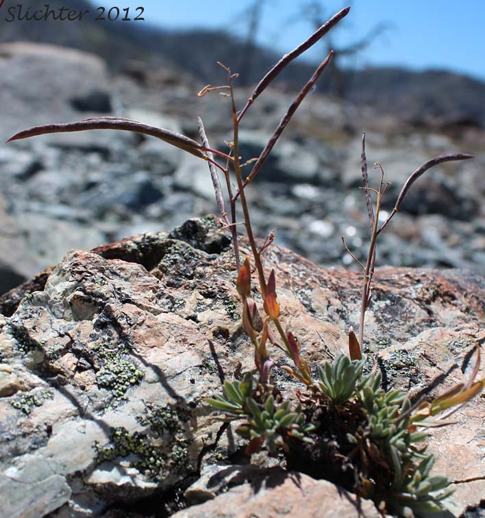 Unidentified Rockcress from the Oregon Siskiyous