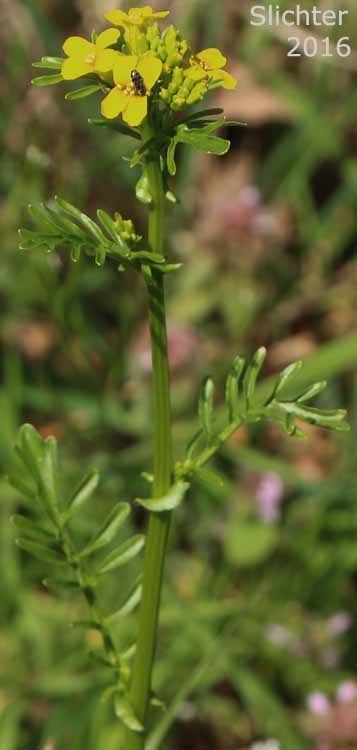 American Wintercress, American Yellowrocket, American Yellow-rocket: Barbarea orthoceras (Synonyms: Barbarea americana, Barbarea orthoceras var. dolichocarpa, Barbarea stricta, Campe orthoceras)