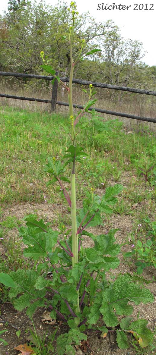 Black Mustard: Brassica nigra (Synonym: Sinapsis nigra)