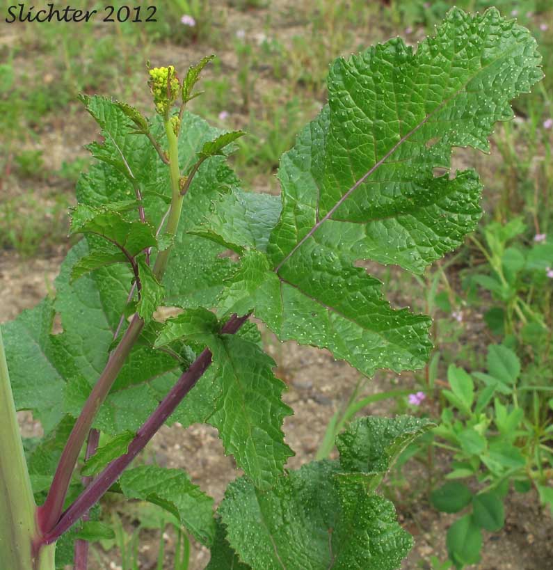 Lower stem leaf of Black Mustard: Brassica nigra (Synonym: Sinapsis nigra)