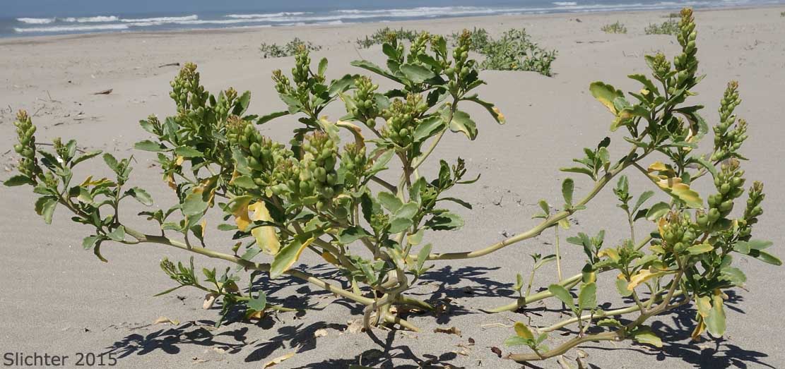 American Sea-rocket, American Searocket: Cakile edentula var. edentula (Synonyms: Cakile americana, Cakile californica, Cakile edentula ssp. californica, Cakile edentula var. californica, Cakile edentula var. edentula, Cakile maritima var. americana)