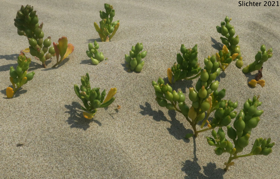 American Sea-rocket, American Searocket: Cakile edentula var. edentula (Synonyms: Cakile americana, Cakile californica, Cakile edentula ssp. californica, Cakile edentula var. californica, Cakile edentula var. edentula, Cakile maritima var. americana)