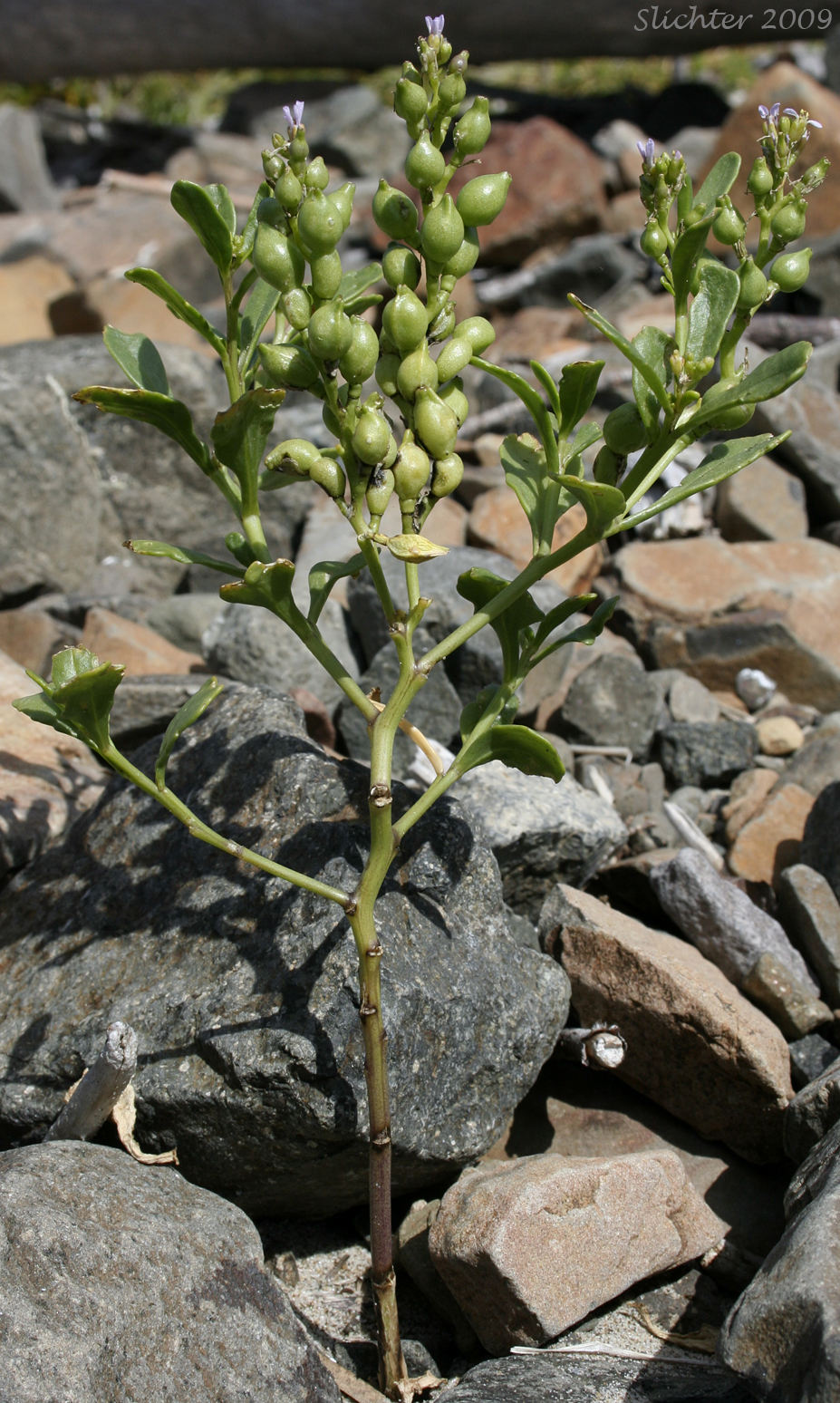 American Sea-rocket, American Searocket: Cakile edentula var. edentula (Synonyms: Cakile americana, Cakile californica, Cakile edentula ssp. californica, Cakile edentula var. californica, Cakile edentula var. edentula, Cakile maritima var. americana)