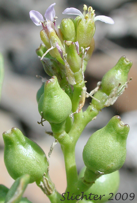 Seed pods of American Sea-rocket, American Searocket: Cakile edentula var. edentula (Synonyms: Cakile americana, Cakile californica, Cakile edentula ssp. californica, Cakile edentula var. californica, Cakile edentula var. edentula, Cakile maritima var. americana)