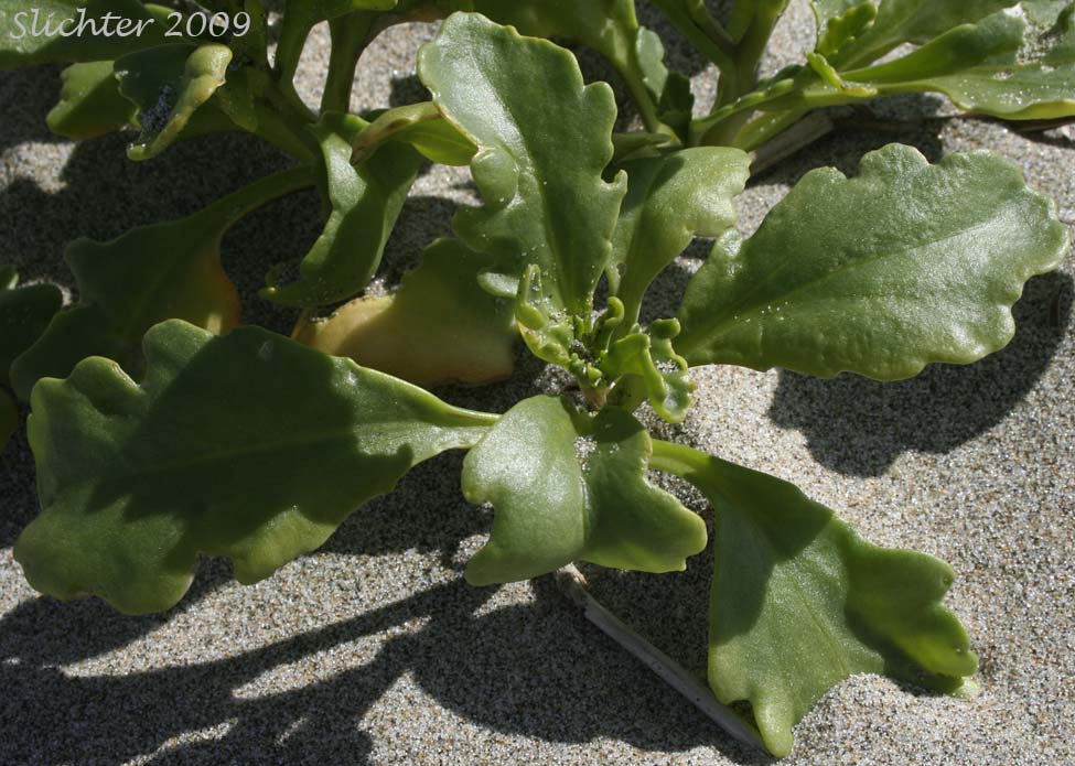 Leaves of American Sea-rocket, American Searocket: Cakile edentula var. edentula (Synonyms: Cakile americana, Cakile californica, Cakile edentula ssp. californica, Cakile edentula var. californica, Cakile edentula var. edentula, Cakile maritima var. americana)