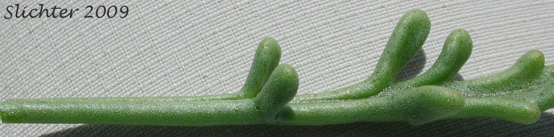 Leaf of European Searocket, Searocket: Cakile maritima