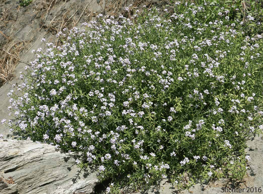 European Searocket, Searocket: Cakile maritima (Synonym: Bunias cakile)