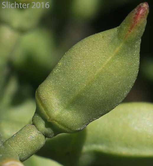 Fruit of European Searocket, Searocket: Cakile maritima (Synonym: Bunias cakile)