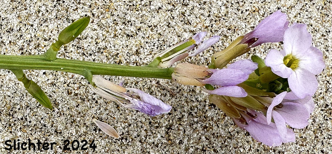 Flowers of European Searocket, Searocket: Cakile maritima (Synonym: Bunias cakile)
