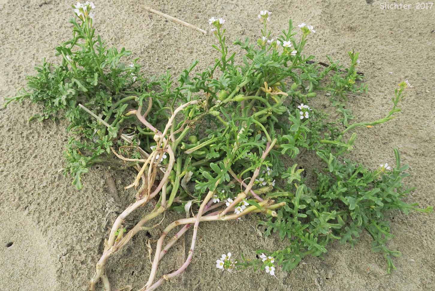European Searocket, Searocket: Cakile maritima (Synonym: Bunias cakile)