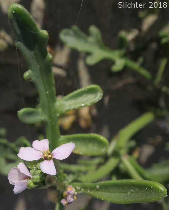 European Searocket, Searocket: Cakile maritima (Synonym: Bunias cakile)