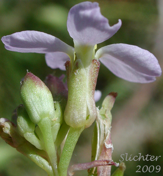 Sepals of European Searocket, Searocket: Cakile maritima