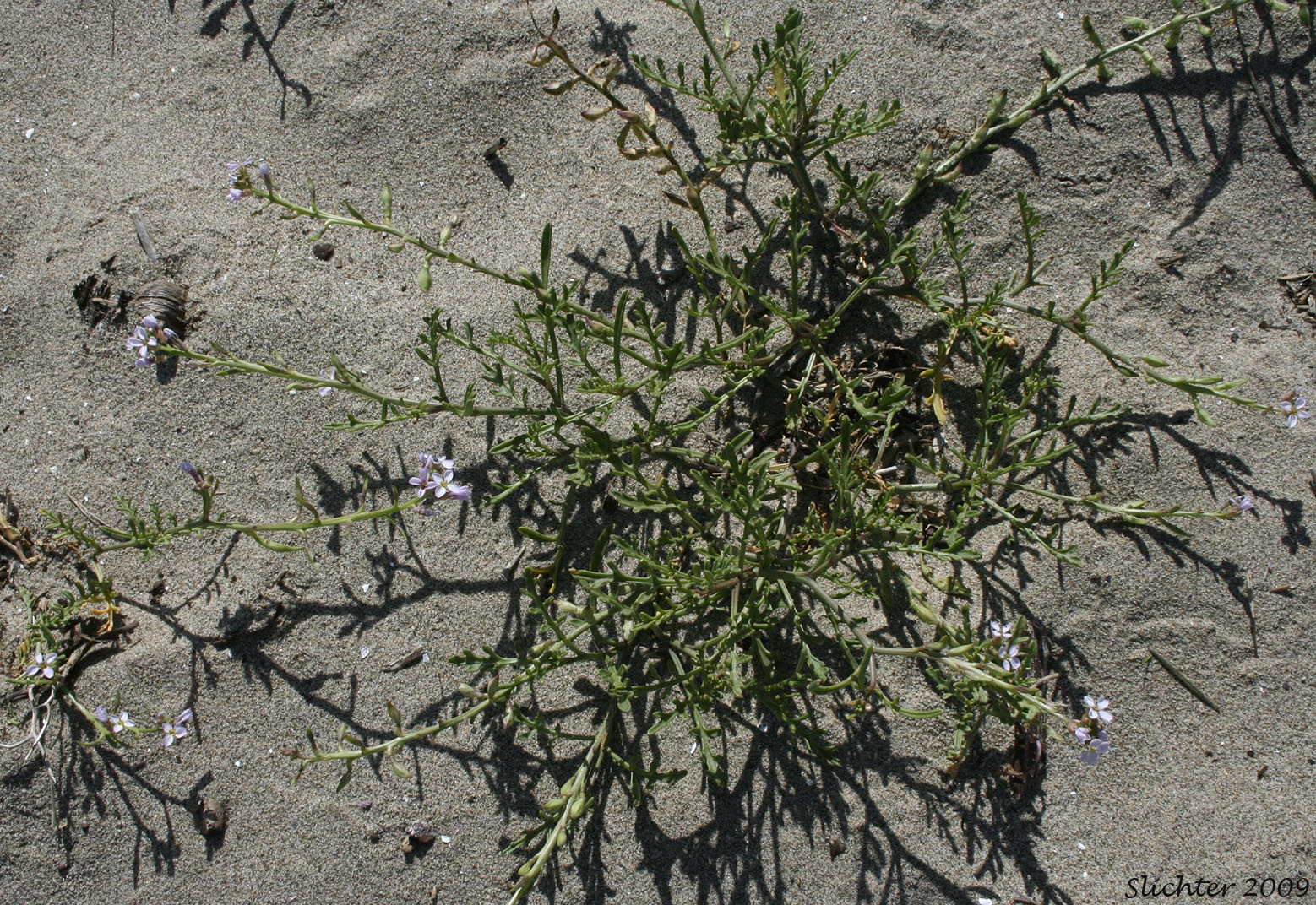 European Searocket, Searocket: Cakile maritima