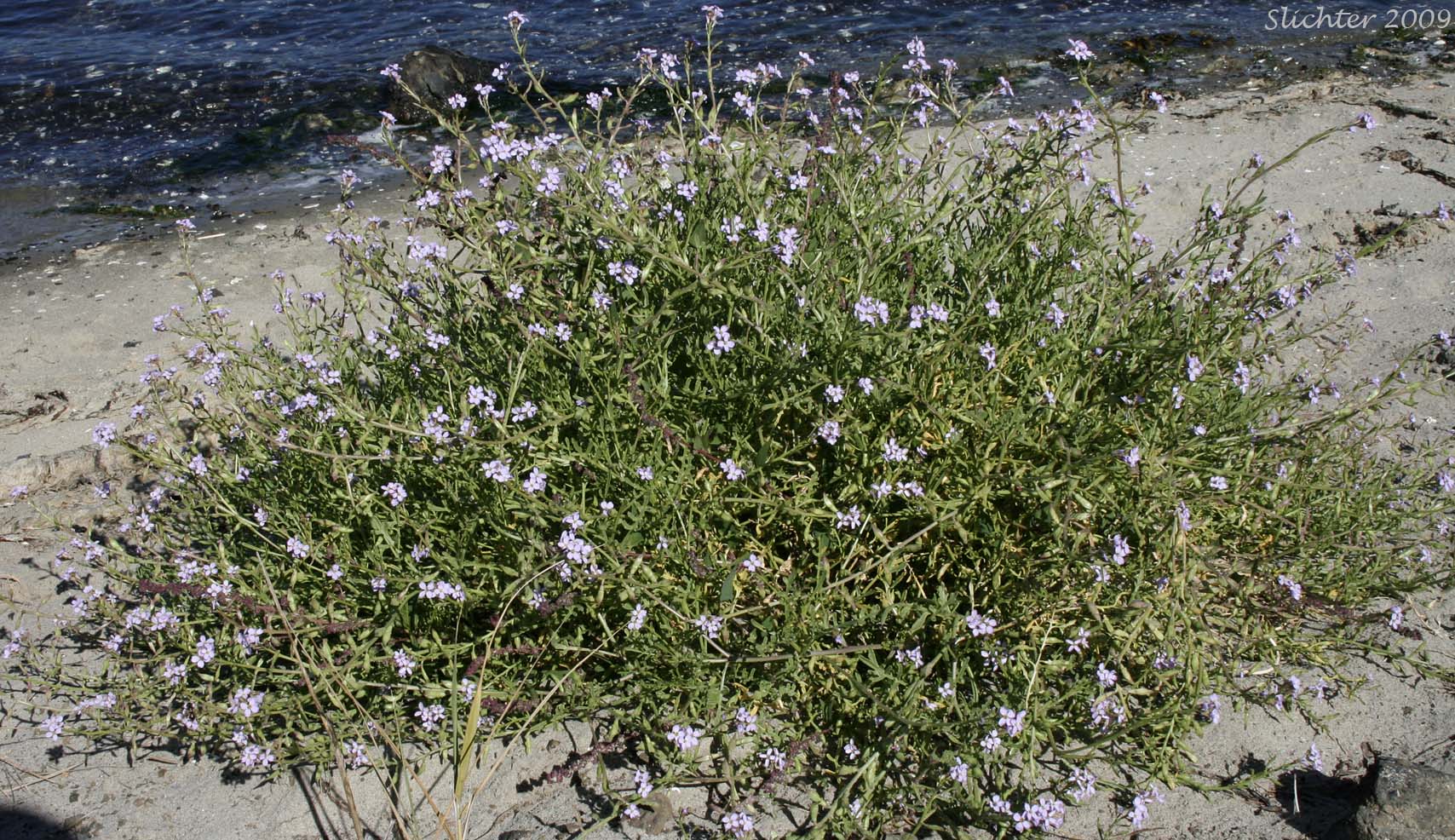 European Searocket, American Sea-rocket, Searocket: Cakile maritima