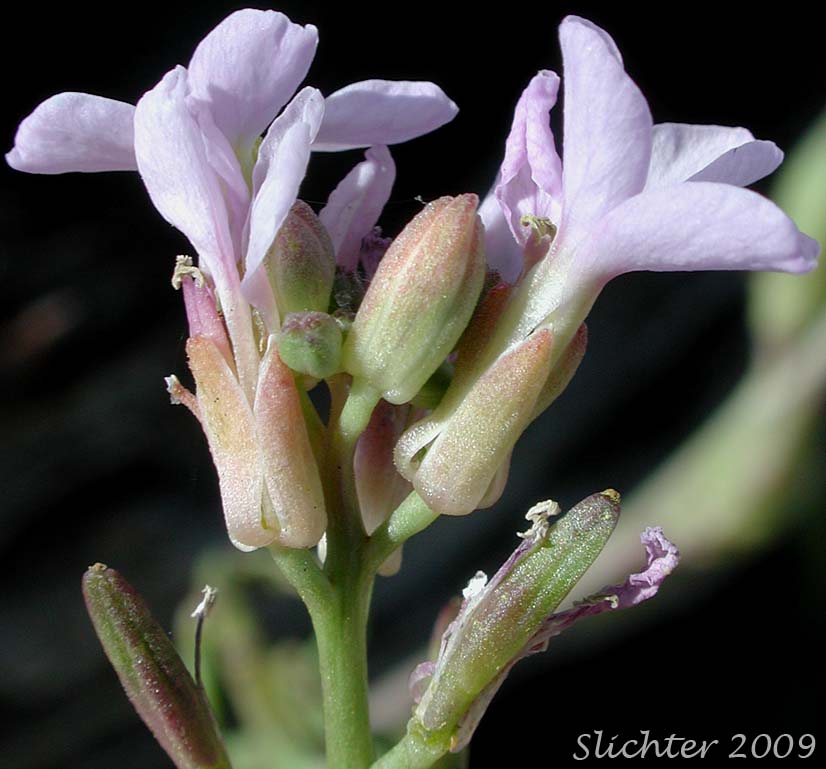 Sideviews of the calyces of European Searocket, Searocket: Cakile maritima