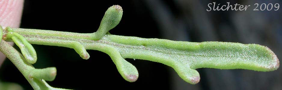 Leaf of European Searocket, Searocket: Cakile maritima
