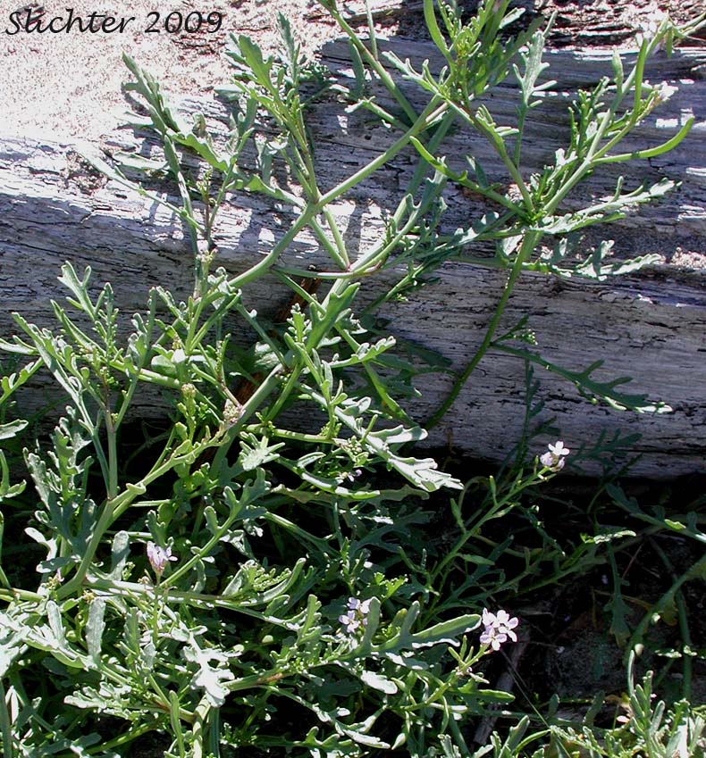 European Searocket, Searocket: Cakile maritima