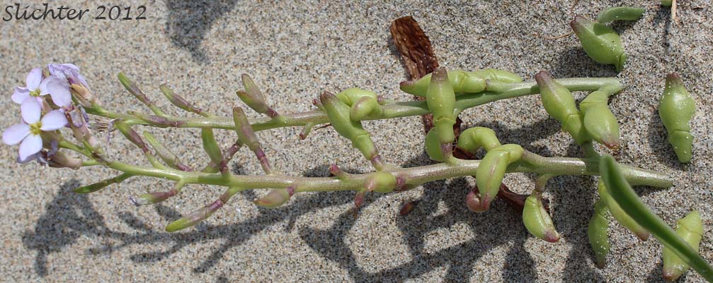 European Searocket, Searocket: Cakile maritima (Synonym: Bunias cakile)