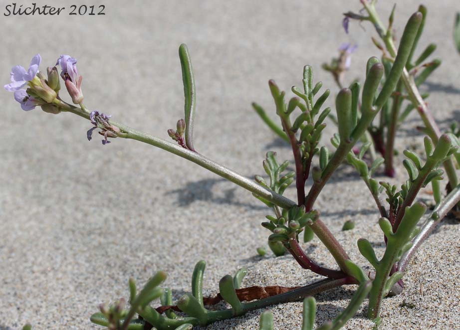 European Searocket, Searocket: Cakile maritima (Synonym: Bunias cakile)