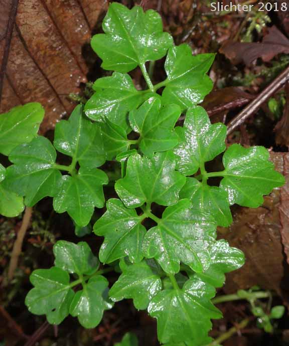 Basal leaf rosette of Angled Bittercress, Angle-leaf Bittercress, Angle-leaved Bittercress, Seaside Bittercress: Cardamine angulata (Synonyms: Cardamine angulata var. alba, Cardamine angulata var. hirsuta, Cardamine angulata var. pentaphylla, Dentaria grandiflora)