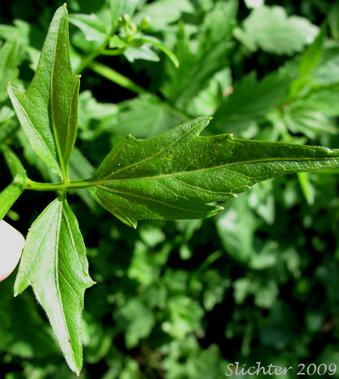 Stem leaf of Angled Bittercress, Angle-leaf Bittercress, Angle-leaved Bittercress, Seaside Bittercress: Cardamine angulata (Synonyms: Cardamine angulata var. alba, Cardamine angulata var. hirsuta, Cardamine angulata var. pentaphylla, Dentaria grandiflora)