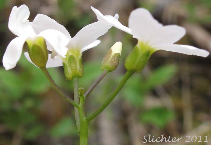 Close-up sideview of the inflorescence of Angled Bittercress, Angle-leaf Bittercress, Angle-leaved Bittercress, Seaside Bittercress: Cardamine angulata (Synonyms: Cardamine angulata var. alba, Cardamine angulata var. hirsuta, Cardamine angulata var. pentaphylla, Dentaria grandiflora)