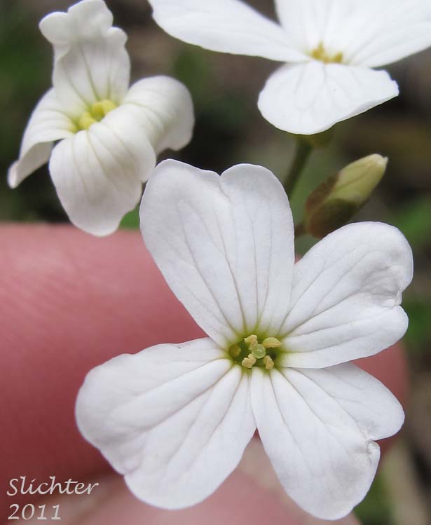 Close-up of a flower of Angled Bittercress, Angle-leaf Bittercress, Angle-leaved Bittercress, Seaside Bittercress: Cardamine angulata (Synonyms: Cardamine angulata var. alba, Cardamine angulata var. hirsuta, Cardamine angulata var. pentaphylla, Dentaria grandiflora)