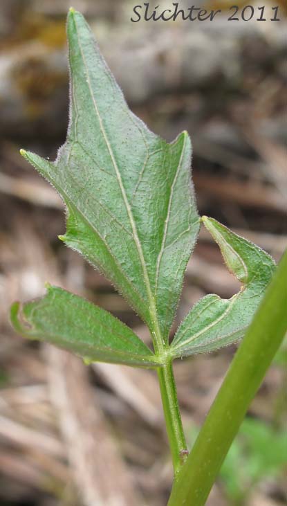 Close-up of a stem leaf of Angled Bittercress, Angle-leaf Bittercress, Angle-leaved Bittercress, Seaside Bittercress: Cardamine angulata (Synonyms: Cardamine angulata var. alba, Cardamine angulata var. hirsuta, Cardamine angulata var. pentaphylla, Dentaria grandiflora)