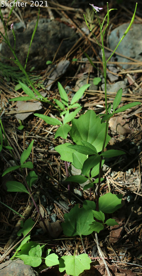 Californica Toothwort, Milk Maids: Cardamine californica (Synonyms: Cardamine californica var. californica, Cardamine californica var. integrifolia, Cardamine californica var. sinuata, Cardamine integrifolia, Cardamine integrifolia var. integrifolia, Cardamine integrifolia var. sinuata, Dentaria californica, Dentaria californica var. californica, Dentaria californica var. sinuata)