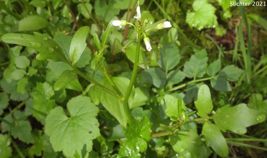 Wavy Bittercress, Woodland Bittercress: Cardamine flexuosa (Synonyms: Cardamine flexuosa ssp. debilis, Cardamine flexuosa var. debilis, Cardamine hirsuta ssp. flexuosa, Cardamine scutata ssp. flexuosa)