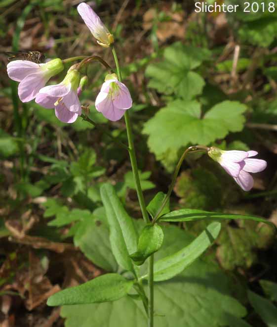 Beautiful Bittercress, Nuttall's Toothwort, Oaks Toothwort, Slender Toothwort, Spring Beauty: Cardamine nuttallii (Synonyms: Cardamine californica var. gemmata, Cardamine nuttallii var. covilleana, Cardamine nuttallii var. dissecta, Cardamine nuttallii var. gemmata, Cardamine nuttallii var. nuttallii, Cardamine pulcherrima, Cardamine pulcherrimia var. pulcherrima, Cardamine pulcherrima var. tenella, Cardamine quercetorum, Dentaria gemmata, Dentaria tenella, Dentaria tenella var. pulcherrima, Dentaria tenella var. quercetorum, Dentaria tenella var. tenella)
