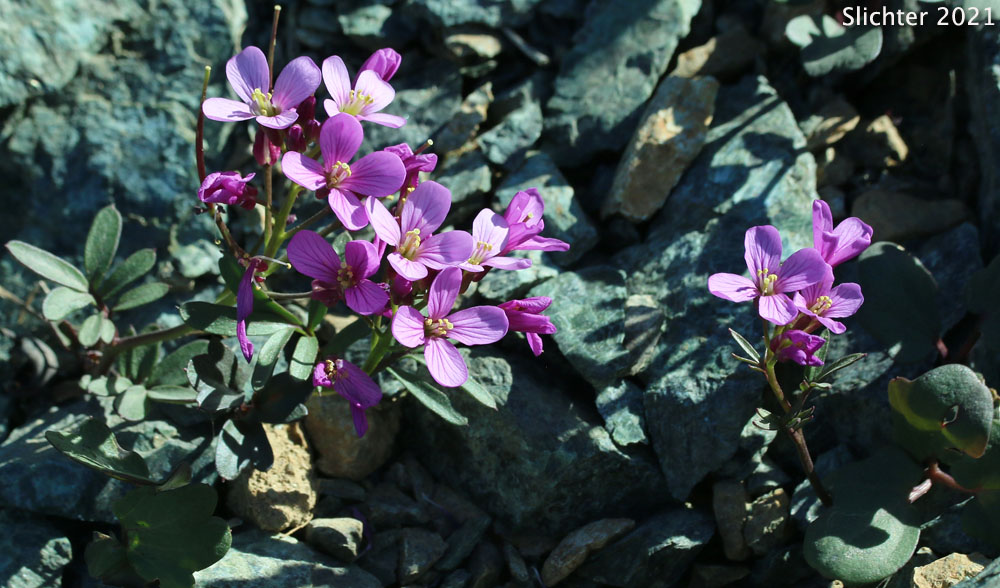 Beautiful Bittercress, Nuttall's Toothwort, Oaks Toothwort, Slender Toothwort, Spring Beauty: Cardamine nuttallii (Synonyms: Cardamine californica var. gemmata, Cardamine nuttallii var. covilleana, Cardamine nuttallii var. dissecta, Cardamine nuttallii var. gemmata, Cardamine nuttallii var. nuttallii, Cardamine pulcherrima, Cardamine pulcherrimia var. pulcherrima, Cardamine pulcherrima var. tenella, Cardamine quercetorum, Dentaria gemmata, Dentaria tenella, Dentaria tenella var. pulcherrima, Dentaria tenella var. quercetorum, Dentaria tenella var. tenella)
