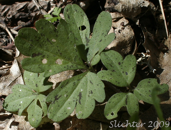 Leaf of Beautiful Bittercress, Nuttall's Toothwort, Oaks Toothwort, Slender Toothwort, Spring Beauty: Cardamine nuttallii (Synonyms: Cardamine californica var. gemmata, Cardamine nuttallii var. covilleana, Cardamine nuttallii var. dissecta, Cardamine nuttallii var. gemmata, Cardamine nuttallii var. nuttallii, Cardamine pulcherrima, Cardamine pulcherrimia var. pulcherrima, Cardamine pulcherrima var. tenella, Cardamine quercetorum, Dentaria gemmata, Dentaria tenella, Dentaria tenella var. pulcherrima, Dentaria tenella var. quercetorum, Dentaria tenella var. tenella)