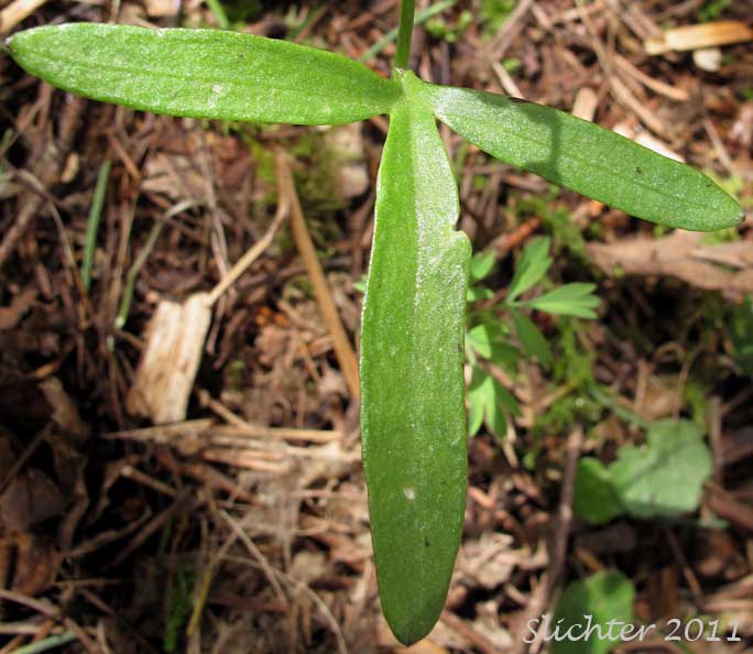 Stem leaf of Beautiful Bittercress, Nuttall's Toothwort, Oaks Toothwort, Slender Toothwort, Spring Beauty: Cardamine nuttallii (Synonyms: Cardamine californica var. gemmata, Cardamine nuttallii var. covilleana, Cardamine nuttallii var. dissecta, Cardamine nuttallii var. gemmata, Cardamine nuttallii var. nuttallii, Cardamine pulcherrima, Cardamine pulcherrimia var. pulcherrima, Cardamine pulcherrima var. tenella, Cardamine quercetorum, Dentaria gemmata, Dentaria tenella, Dentaria tenella var. pulcherrima, Dentaria tenella var. quercetorum, Dentaria tenella var. tenella)
