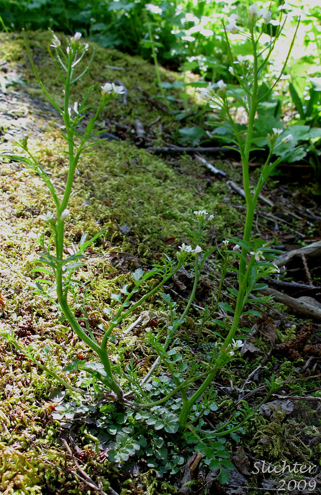 Little Western Bittercress, Siberian Bittercress, Umbellate Bittercress: Cardamine oligosperma var. oligosperma (Synonyms: Cardamine oligosperma var. kamtschatica, Cardamine umbellata)