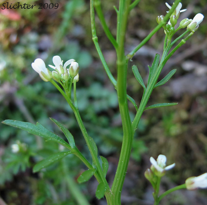 Inflorescence of Little Western Bittercress, Siberian Bittercress, Umbellate Bittercress: Cardamine oligosperma var. oligosperma (Synonyms: Cardamine oligosperma var. kamtschatica, Cardamine umbellata)