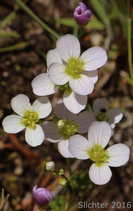 Flowers of Saddle Mountain Bittercress: Cardamine pattersonii