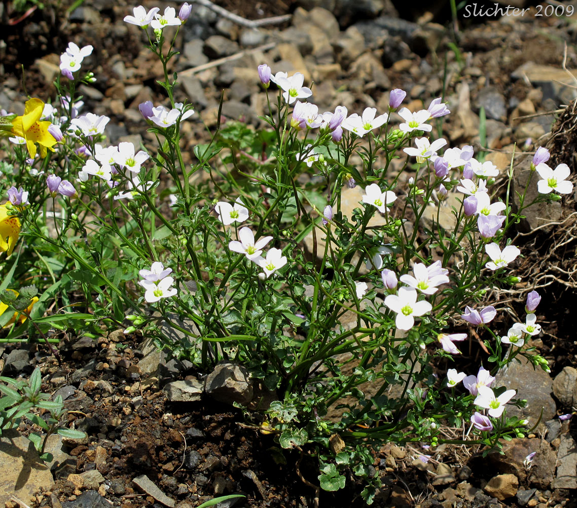 Saddle Mountain Bittercress: Cardamine pattersonii