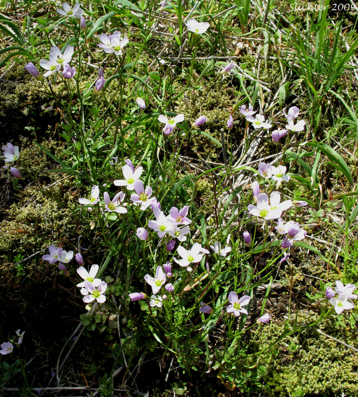 Saddle Mountain Bittercress: Cardamine pattersonii
