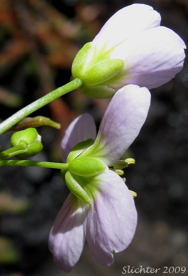 Flowers of Saddle Mountain Bittercress: Cardamine pattersonii