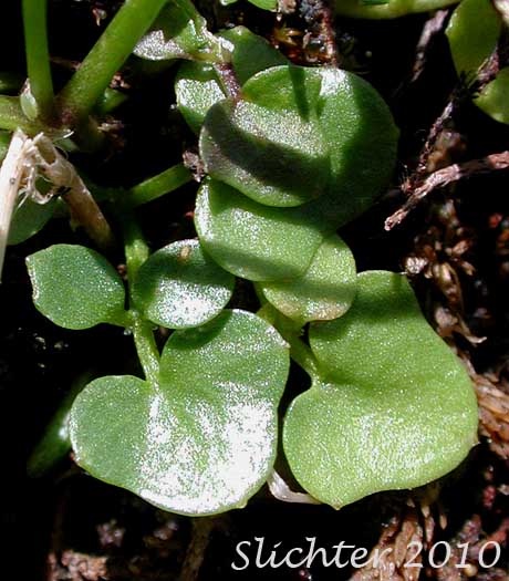 Basal leaves of Saddle Mountain Bittercress: Cardamine pattersonii